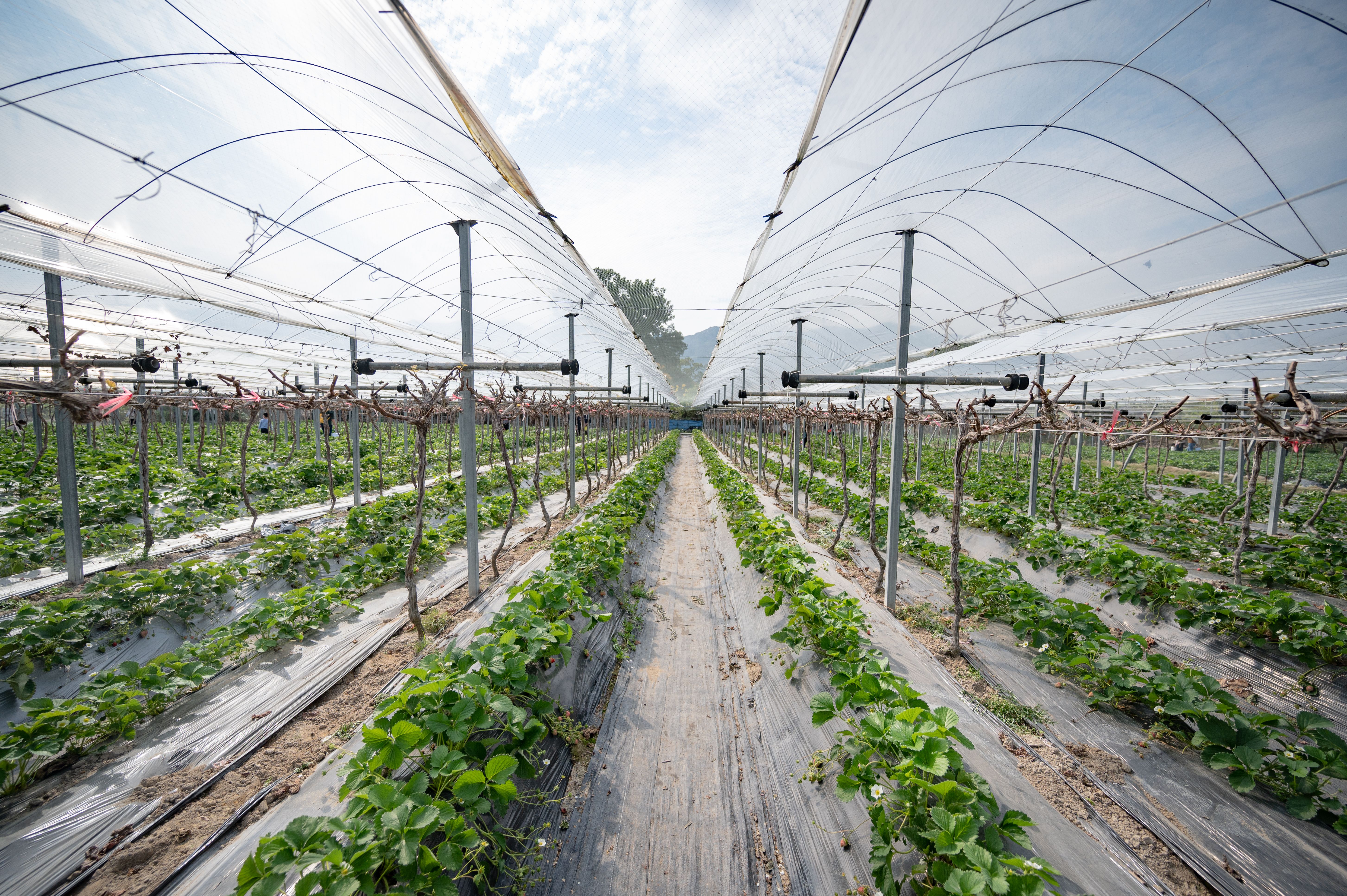 Why Agribusiness Could Become Tanzania's Next Billion-Dollar Investment Opportunity